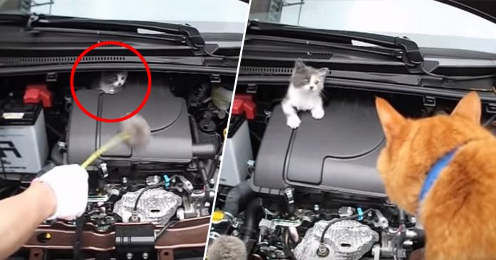 Guna Oyen milik jiran untuk ‘bincang’ dengan anak kucing yang tidak mahu keluar dari enjin kereta